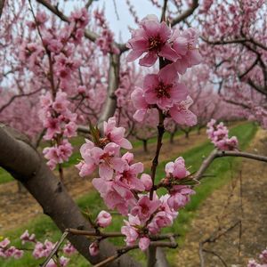 Meet your Posher, Femm